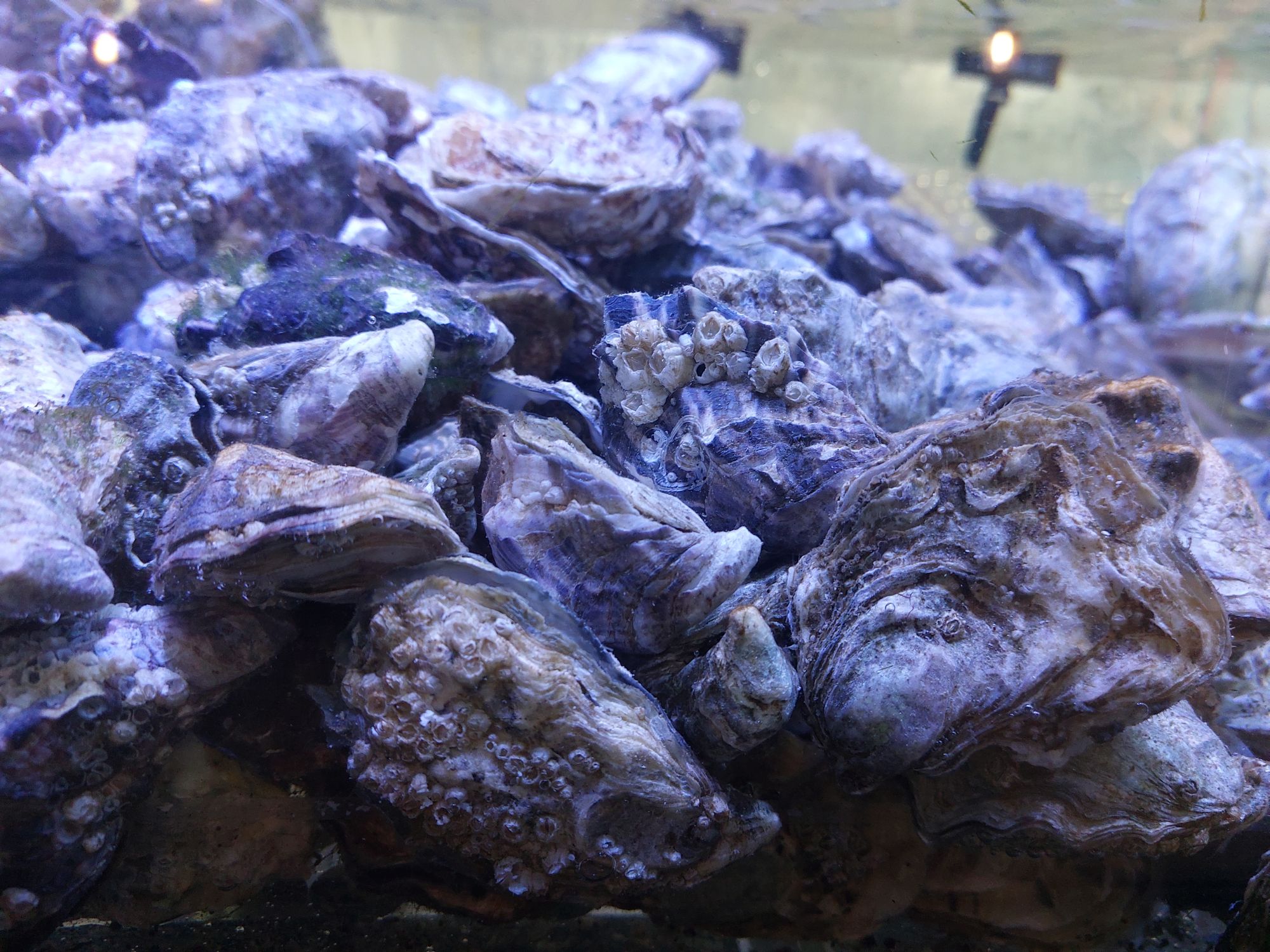 Oesters in De Oude Vismarkt